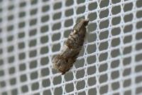 Rhopobota naevana