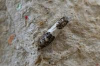 Spilonota ocellana