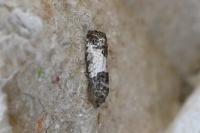 Spilonota ocellana