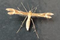 Marasmarcha lunaedactyla