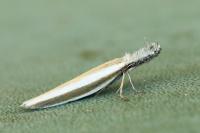 Pleurota aristella