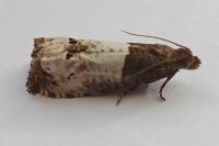 Notocelia roborana