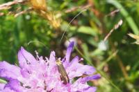 Nemophora metallica