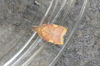 Carcina quercana