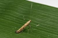 Caloptilia populetorum