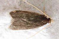 Homaloxestis briantiella