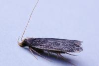 Homaloxestis briantiella