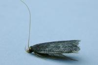 Homaloxestis briantiella