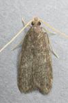 Homaloxestis briantiella