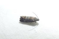 Cydia pomonella