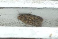 Hofmannophila pseudospretella