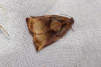 Archips podana