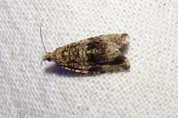 Celypha lacunana
