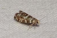 Epinotia tedella