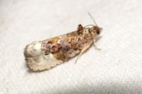 Hedya nubiferana