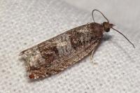 Ancylis achatana