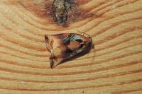 Archips podana