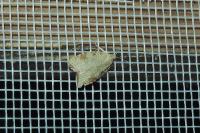 Aleimma loeflingiana