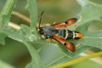 Pyropteron chrysidiforme