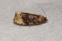 Hedya ochroleucana