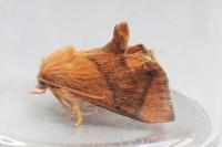 Apoda limacodes