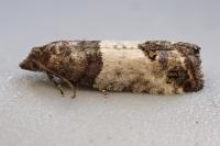 Spilonota ocellana