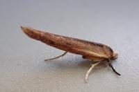Zelleria hepariella