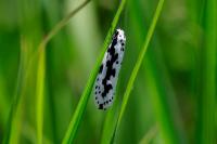 Ethmia pusiella/candidella