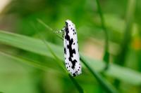 Ethmia pusiella/candidella
