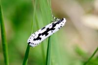 Ethmia pusiella/candidella