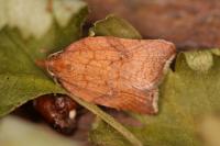 Acleris rhombana