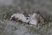 Neocochylis hybridella