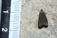Homaloxestis briantiella