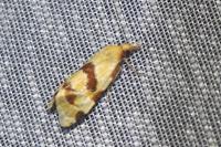 Aethes cnicana/rubigana