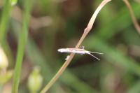 Plutella xylostella