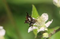Thyris fenestrella