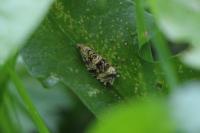 Celypha lacunana