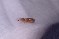 Eucosma conterminana