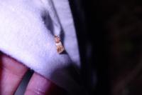 Epinotia festivana