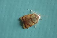 Acleris bergmanniana