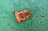 Archips podana