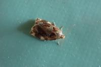 Archips xylosteana