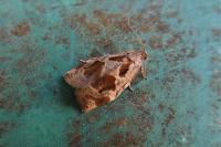 Archips crataegana