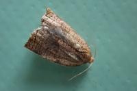Archips podana