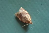 Clepsis consimilana