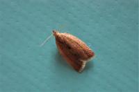 Clepsis consimilana