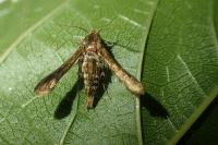 Microsphecia tineiformis