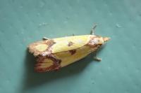 Agapeta zoegana