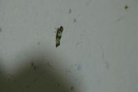 Enolmis acanthella