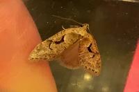 Semioscopis steinkellneriana
